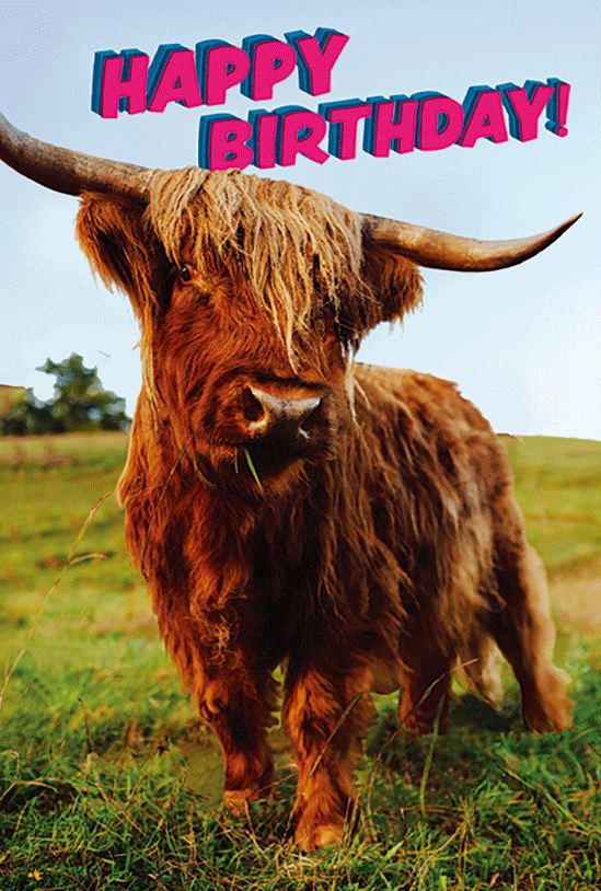Highland cow birthday card with lenticular design from Pictura, featuring a whimsical cow illustration for special occasions.