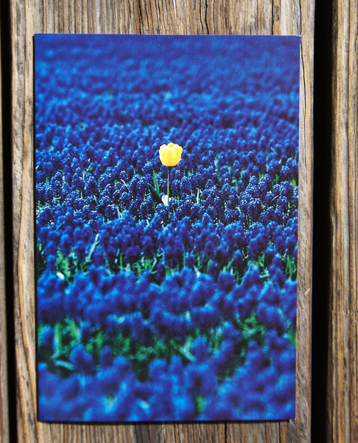 Single yellow flower friendship card from Pictura featuring cheerful floral design for everyday greeting or special occasion.