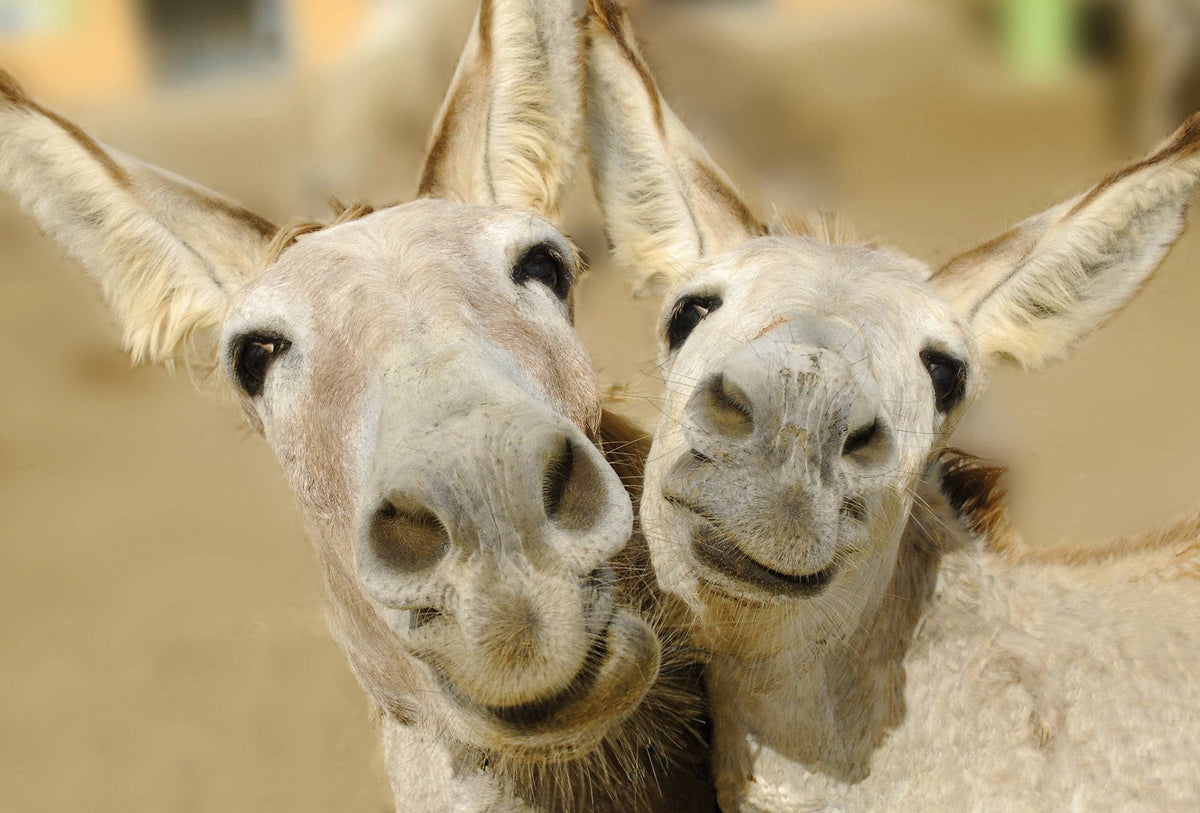 Pictura donkey couple anniversary card featuring a cute illustration of donkeys, perfect for celebrating a special milestone.