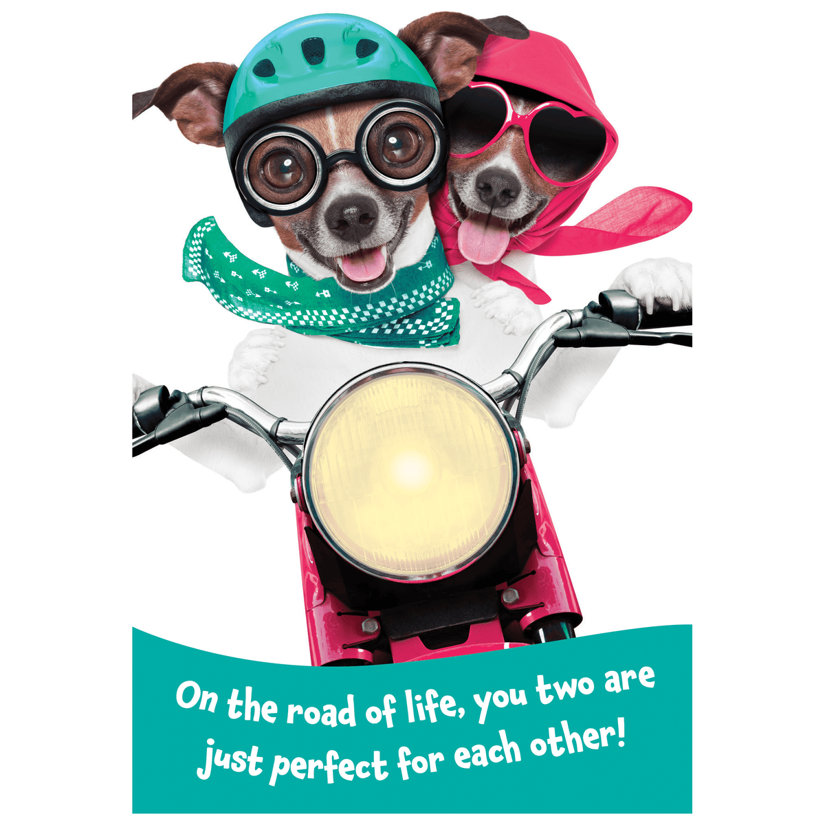 Pictura Scooter Dogs Anniversary Card featuring colorful cartoon dogs on a cheerful greeting card for special occasions.