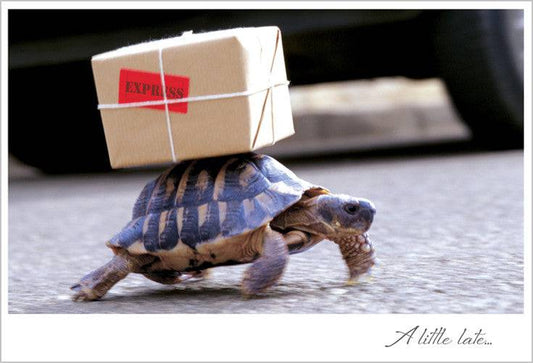 Pictura belated birthday card featuring a cute turtle and package design, perfect for sending thoughtful birthday wishes.