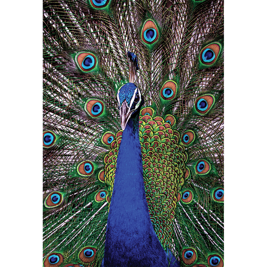 Peacock birthday card from Cardmore featuring a lenticular design with a colorful peacock image for special occasions.