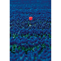 Snapdragon Field Valentine's Day Card
