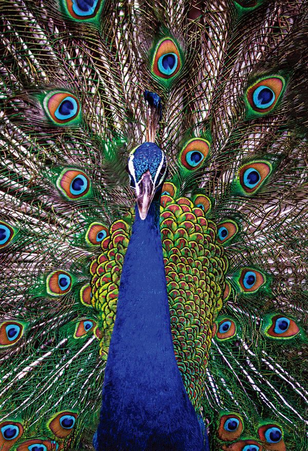 Peacock birthday card from Pictura featuring a lenticular design with colorful peacock feathers and festive birthday motifs.