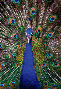 Peacock birthday card from Pictura featuring a lenticular design with colorful peacock feathers and festive birthday motifs.