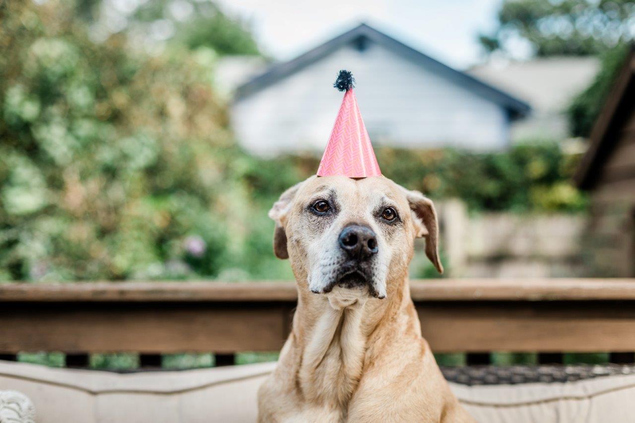 Mini Party Hats