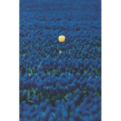 Friendship Card Single Yellow Flower - Cardmore