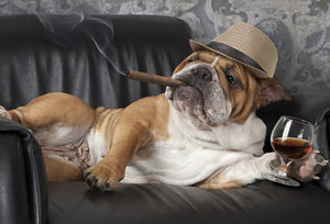Funny Birthday Card Dog, Cigar, Whiskey - Cardmore