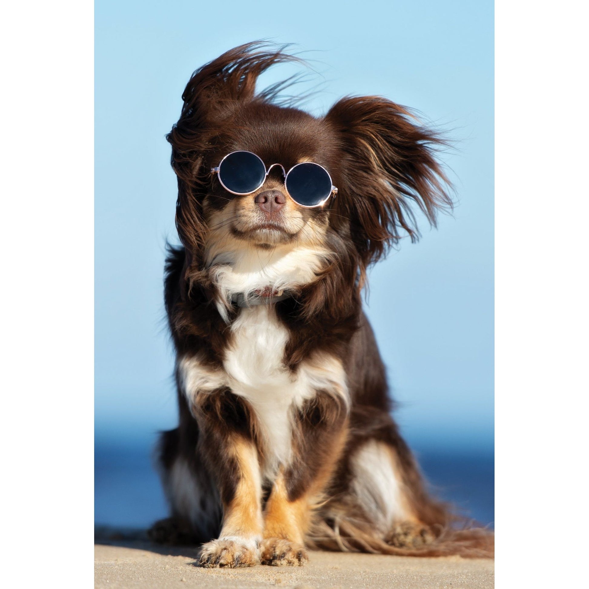 Sunglass Pup Funny Birthday Card - Cardmore