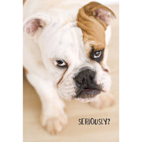 Bulldog Seriously Funny Birthday Card - Cardmore