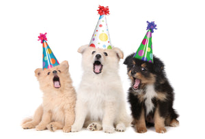 Party Hats Pups Funny Birthday Card - Cardmore