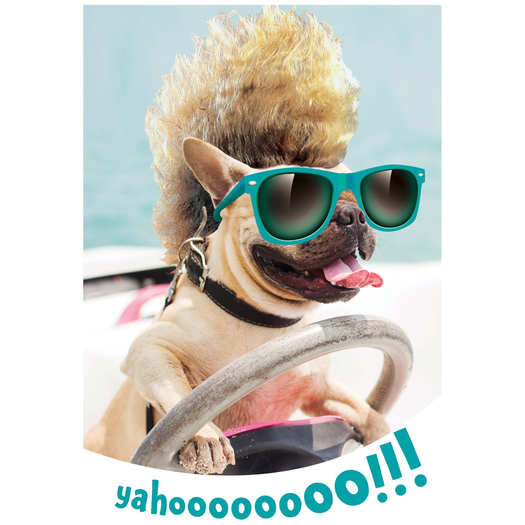 dog driving